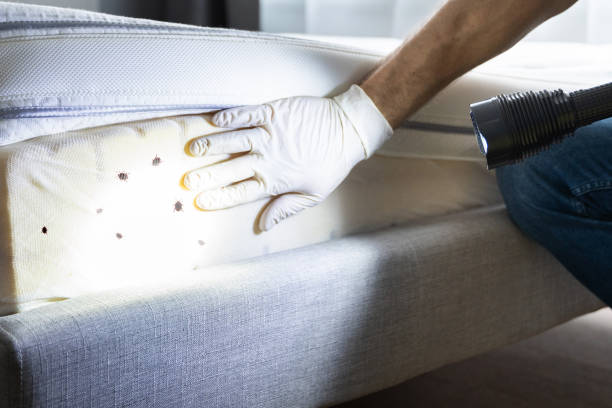 Best Bed Bug Extermination  in Tladega, AL