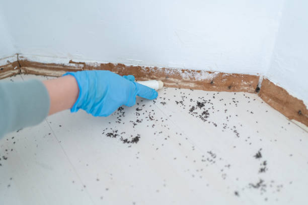 Best Insect Control  in Tladega, AL